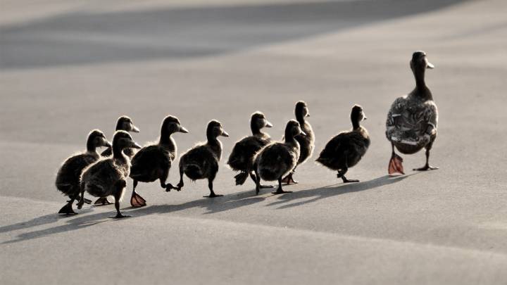 Follow Friday