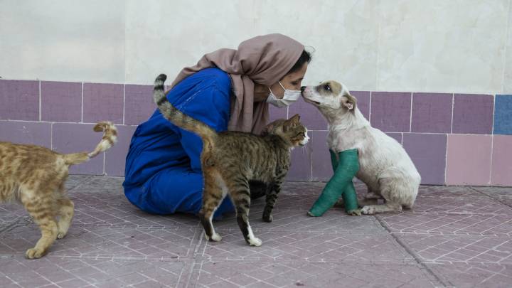 Tierheim Iran